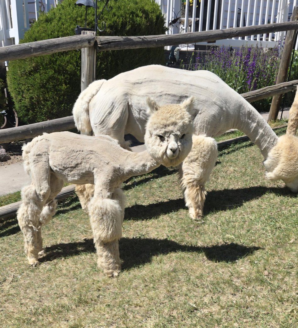 Alpaca
