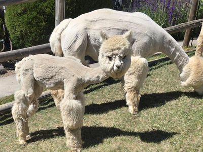 Alpaca