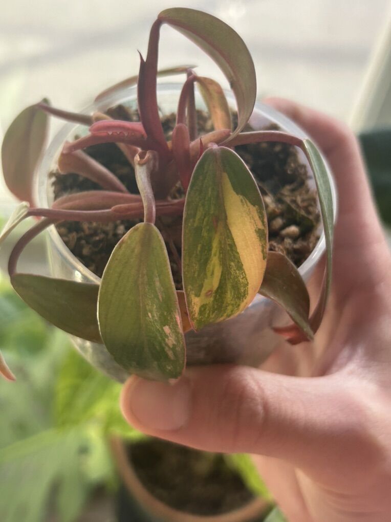 Strawberry Shake Philodendron