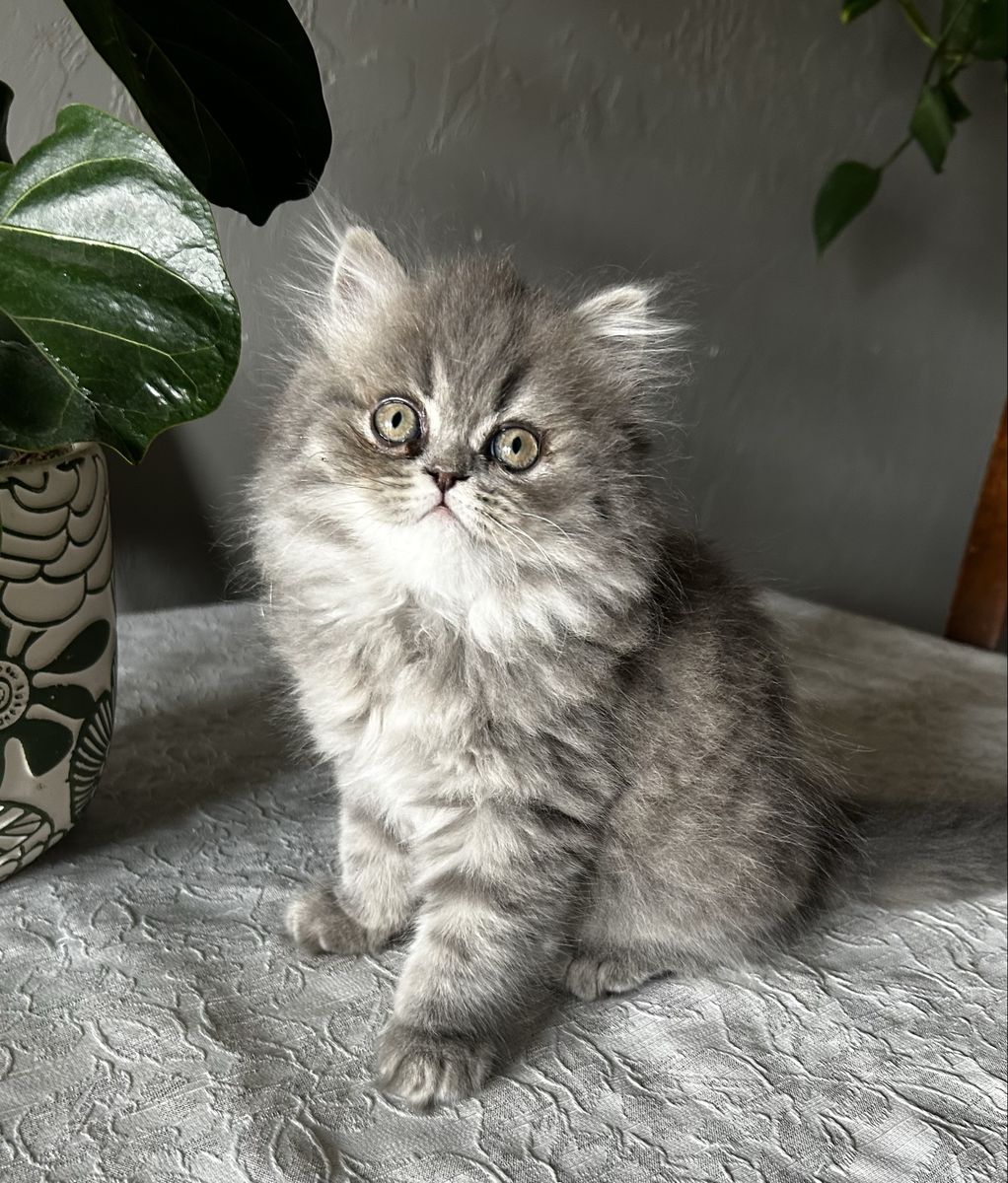 Purebred Persian Kittens - 1 boy, 2 Girls