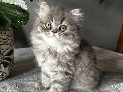 Purebred Persian Kittens - 1 boy, 2 Girls