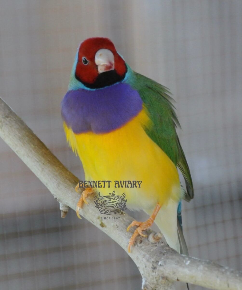 Lady Gouldian Finch