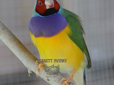 Lady Gouldian Finch