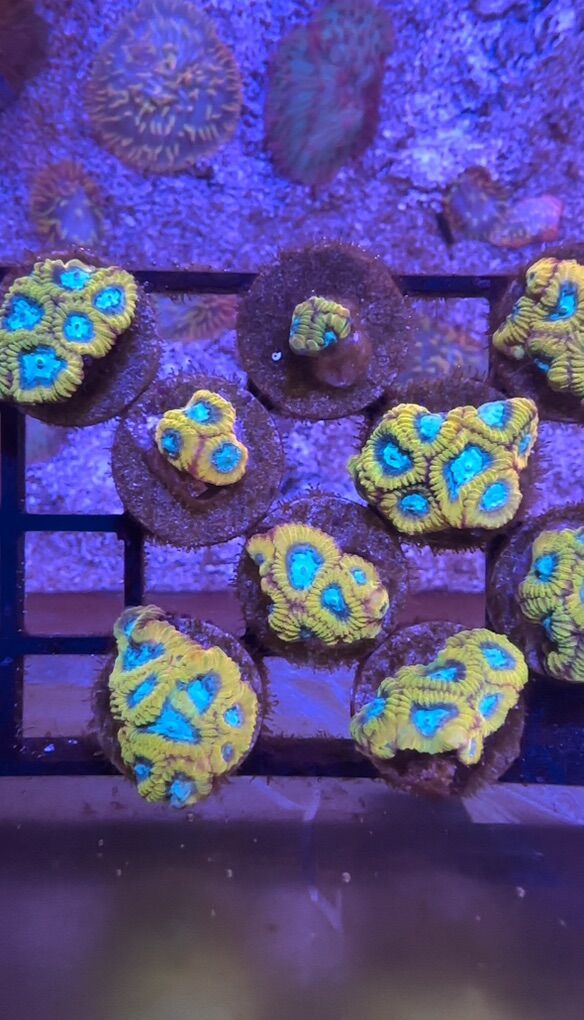 Favia Of The Gods Coral Frag
