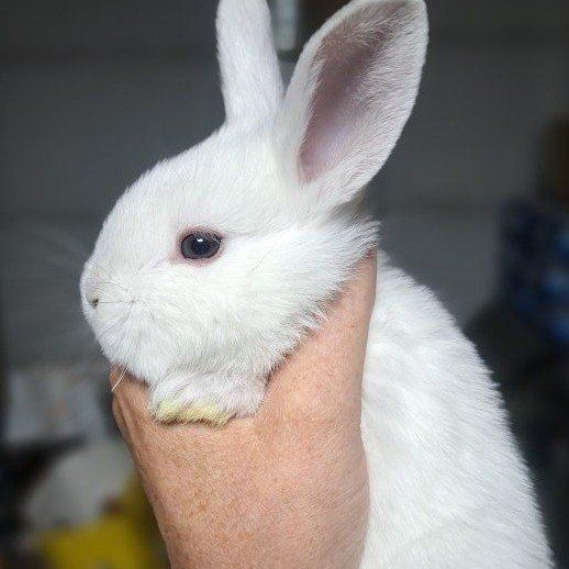 A Non-Albino all White 1/2 Lop /  1/2 Flemish