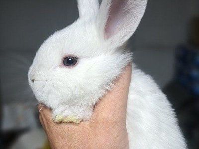 A Non-Albino all White 1/2 Lop / 1/2 Flemish
