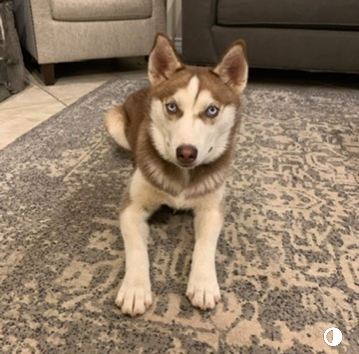 Siberian husky registered