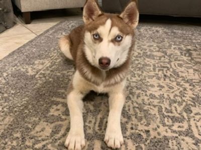 Siberian husky registered