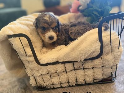 Adorably Sweet Bernedoodle Puppies ~Litter of 8