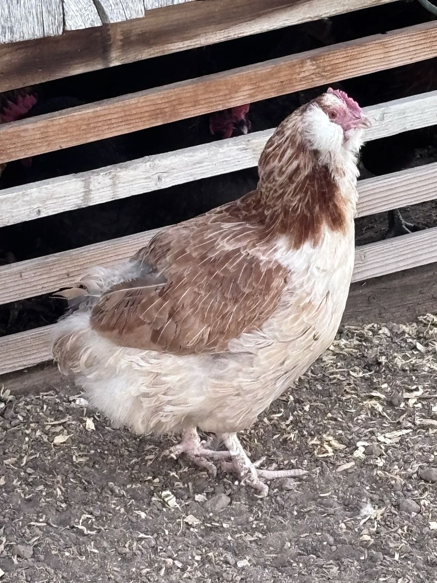 Free chicken