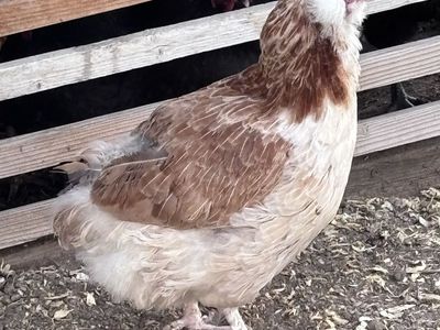 Free chicken