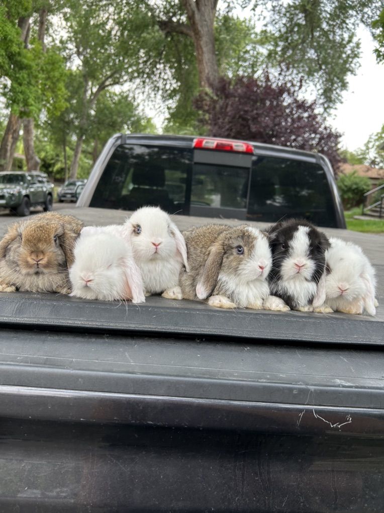 Holland Lops  $80-100 Purebred & Pedigree
