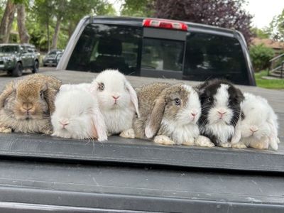 Holland Lops $80-100 Purebred & Pedigree