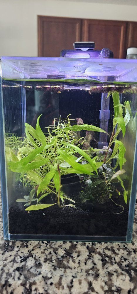 Nano Planted 1G Aquarium Tank with HOB Filter, Light, and Plants