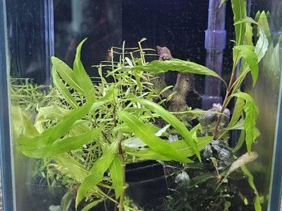 Nano Planted 1G Aquarium Tank with HOB Filter, Light, and Plants