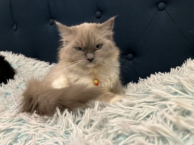 Ragdoll cat
