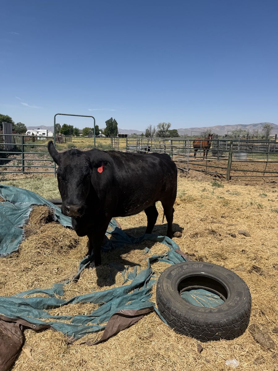 Angus Cow