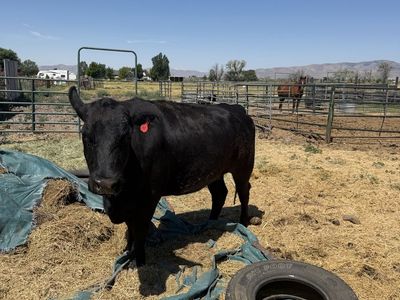 Angus Cow