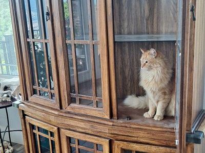 Elegant Oak Craftsman style Display Cabinet/Hutch - Curved Front, Glass Doors.