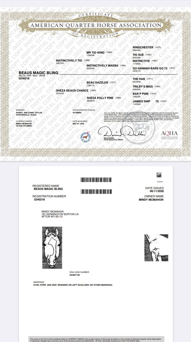 Registered mare