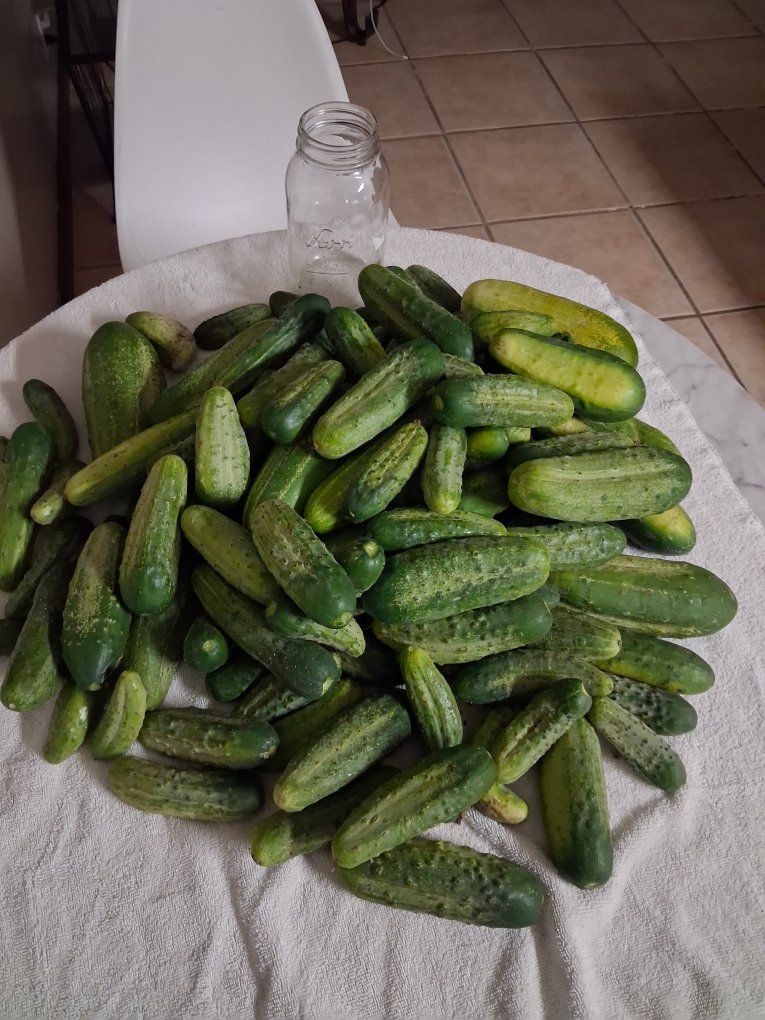 20-25 pounds Fresh Picked Garden Cucumbers - Assorted Sizes