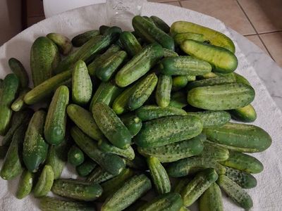20-25 pounds Fresh Picked Garden Cucumbers - Assorted Sizes