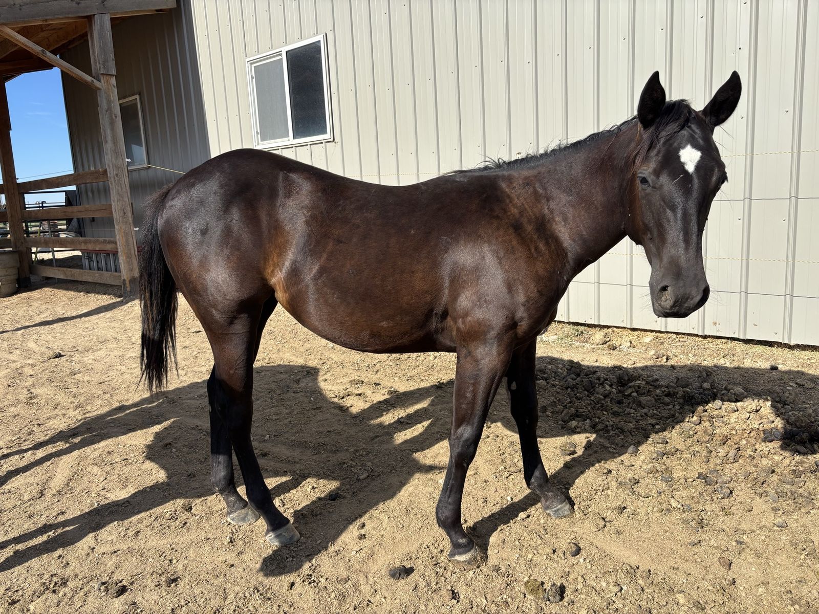 Grade Black Yearling Filly
