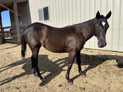 Grade Black Yearling Filly