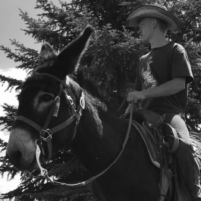 Jack Donkey