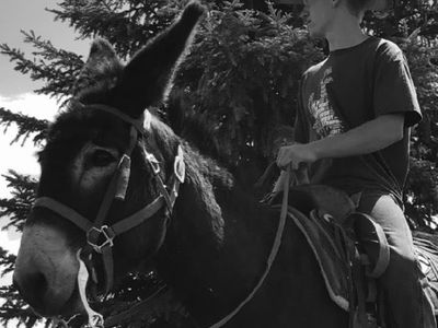 Jack Donkey