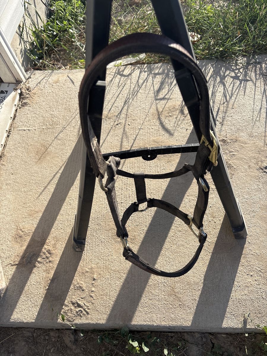 Small black nylon halter