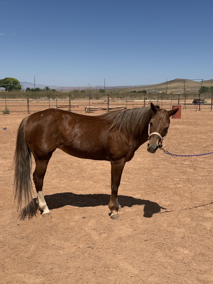 Missy — The Pony Every Little Cowboy or Cowgirl Dreams Of