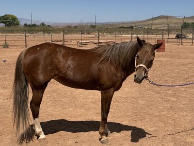 Missy — The Pony Every Little Cowboy or Cowgirl Dreams Of
