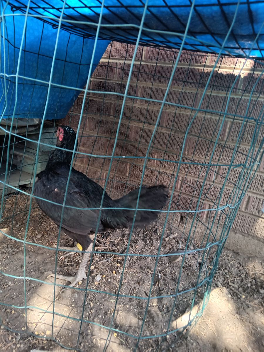 Shamo hens