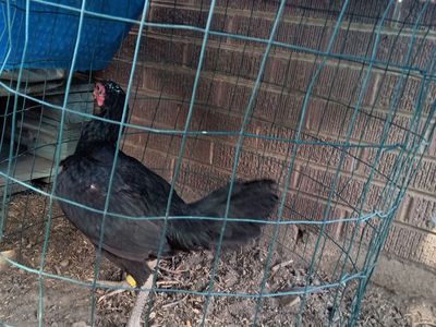 Shamo hens