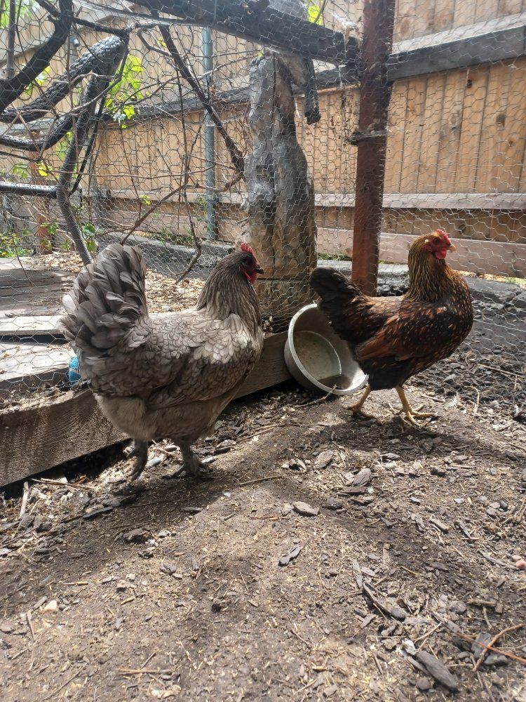 2 hens