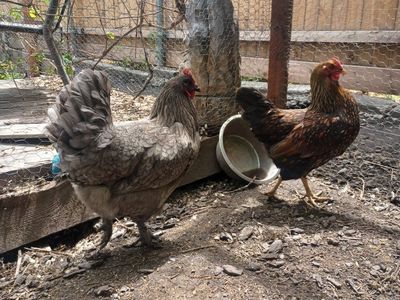 2 hens
