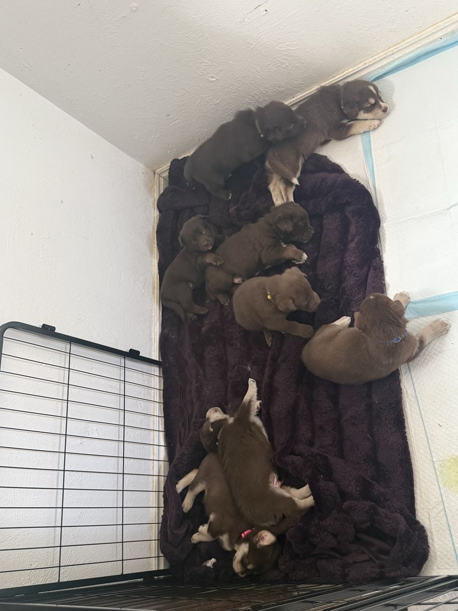 Chocolate Lab/ Husky Malamute mix puppies