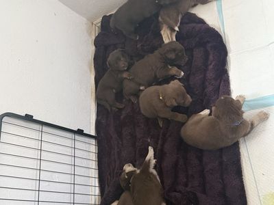 Chocolate Lab/ Husky Malamute mix puppies
