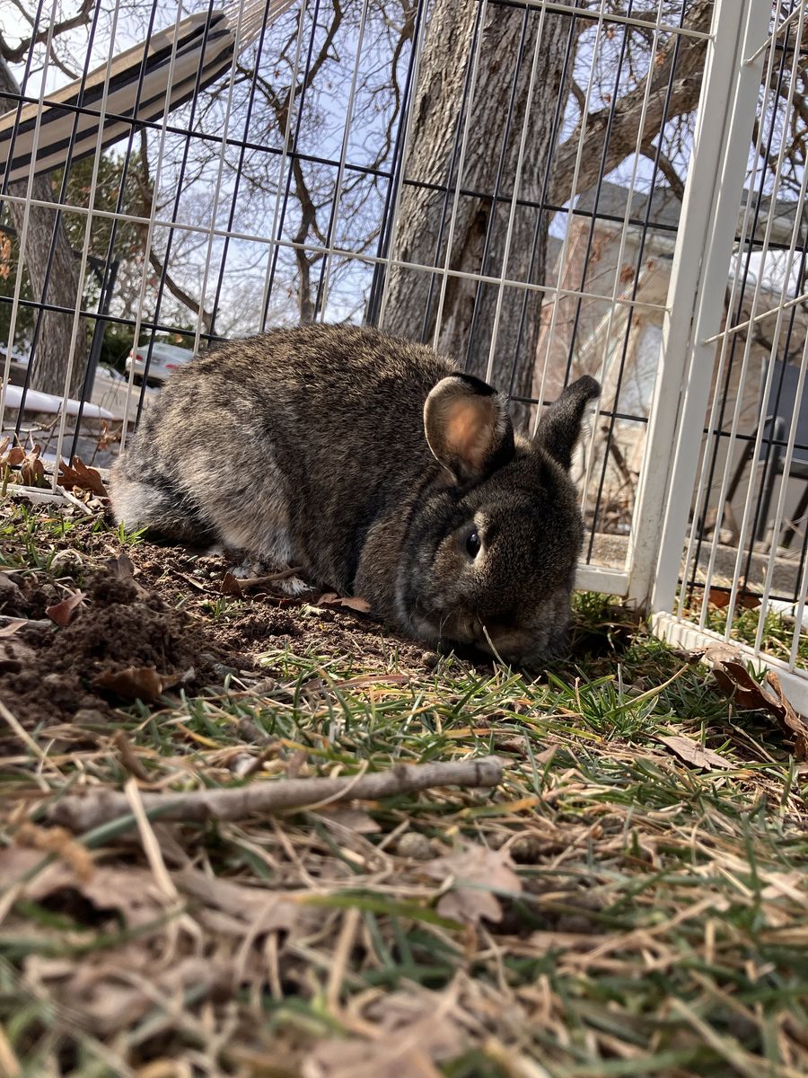 Cute female holland lop bunny