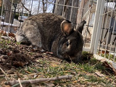 Cute female holland lop bunny