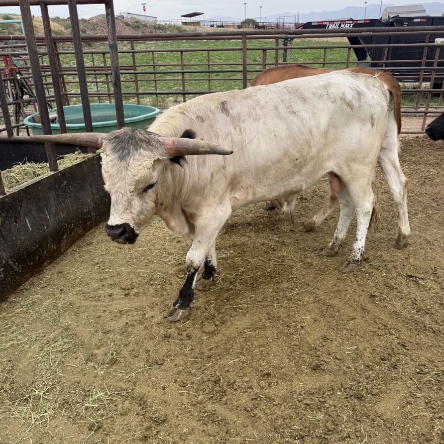 Long horn bull