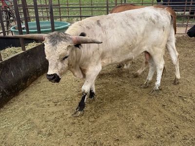 Long horn bull