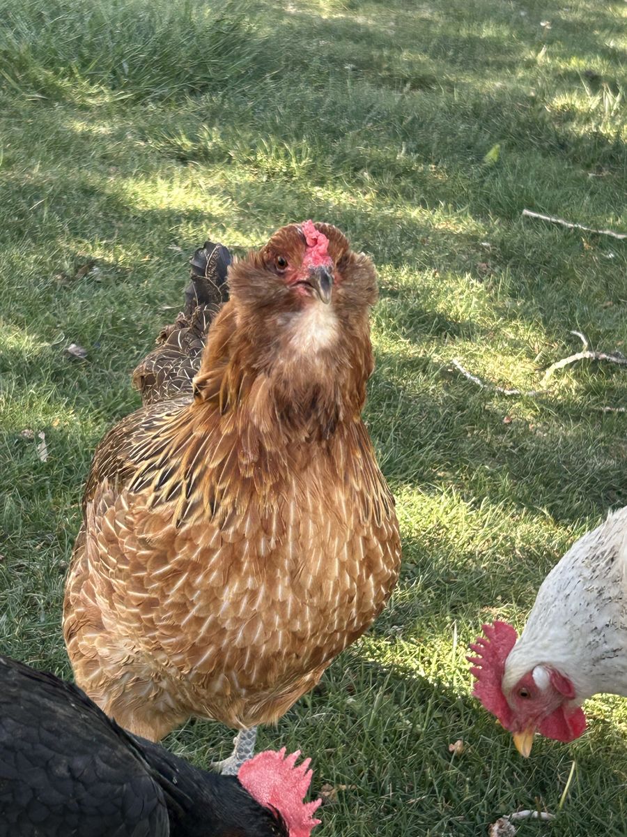 Ameraucana