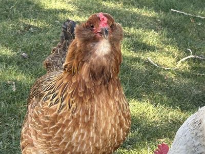 Ameraucana