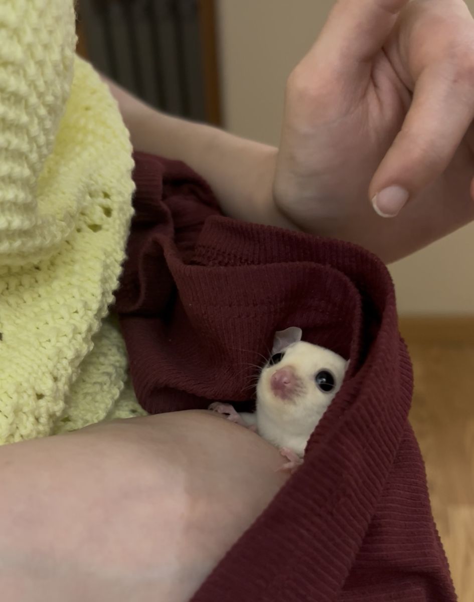Leucistic Female Sugar Glider For Sale!!!