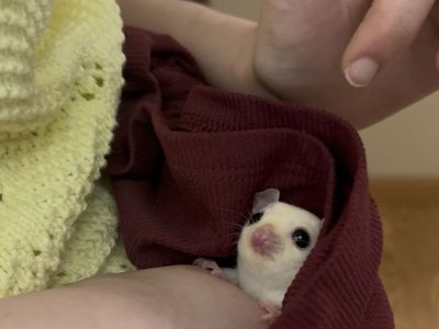 Leucistic Female Sugar Glider For Sale!!!