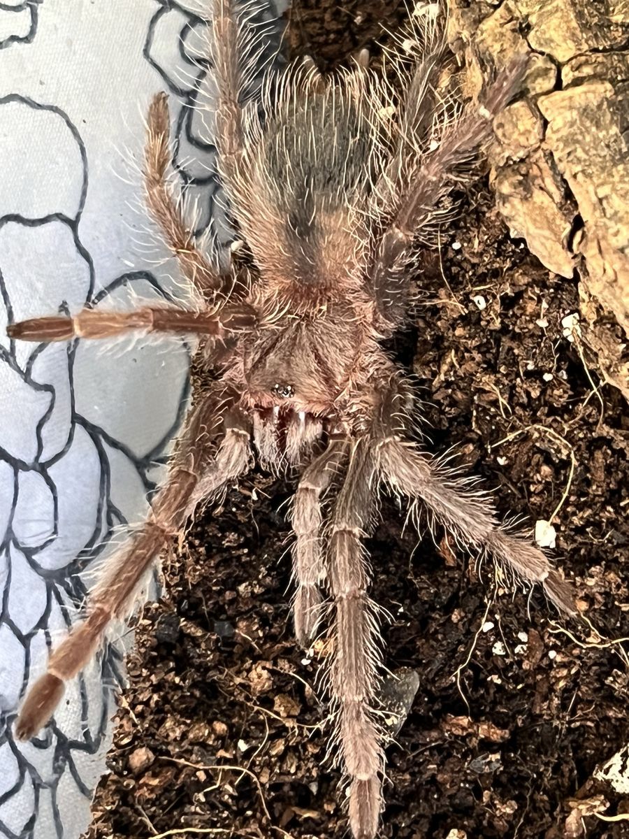 3 Tarantulas for $100
