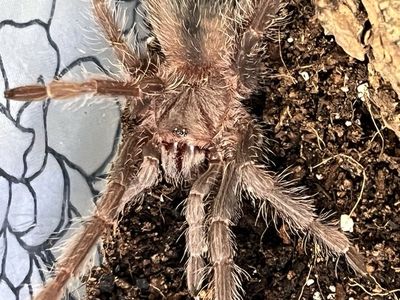 3 Tarantulas for $100