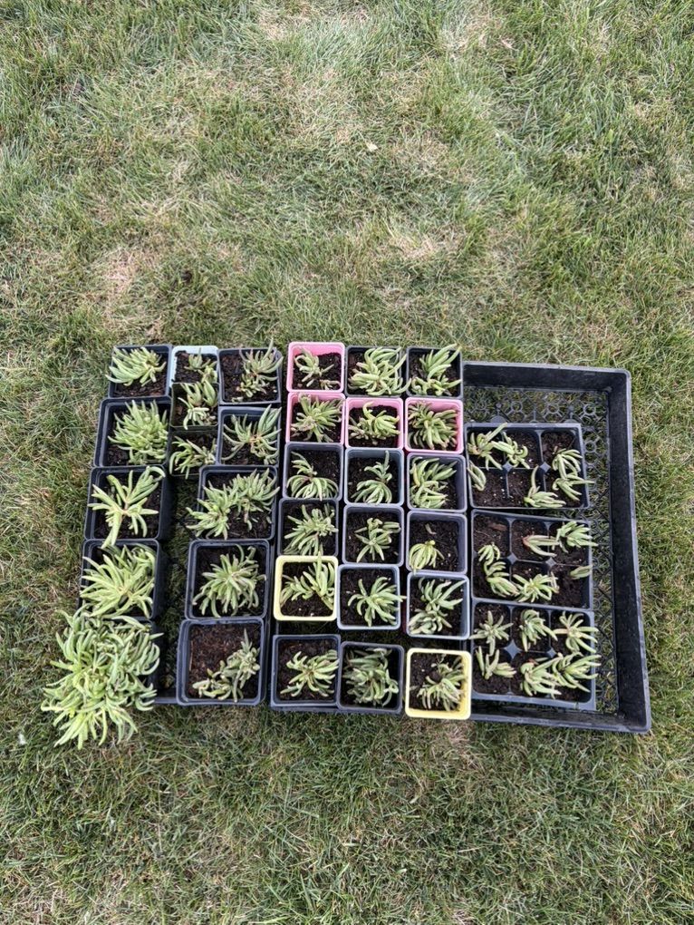 Ice plants (delosperma)